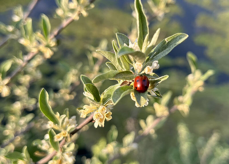 Student photography of a ladybug on a plant
